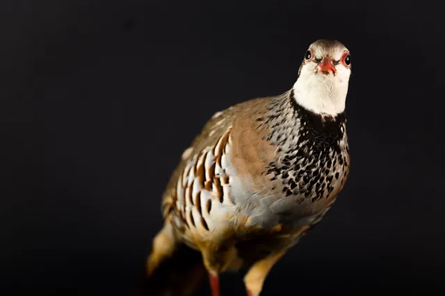Museo Civico Ornitologico Gustavo Adolfo Carlotto