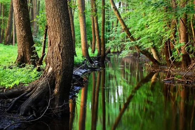 Greenville Cypress Preserve Trust