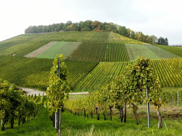 Wein und Rosenrundweg