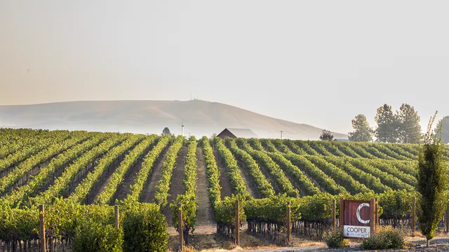 Cooper - Red Mountain