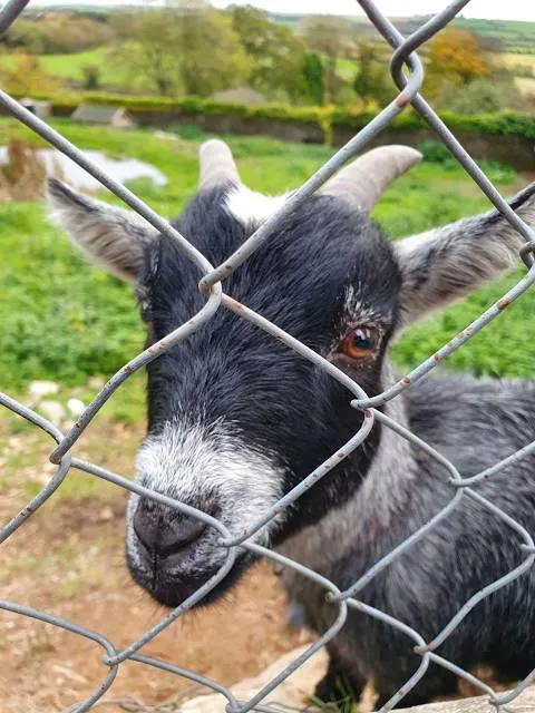 Great Cats World Park