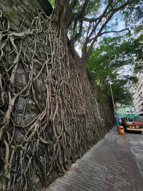 Forbes Street Tree Wall