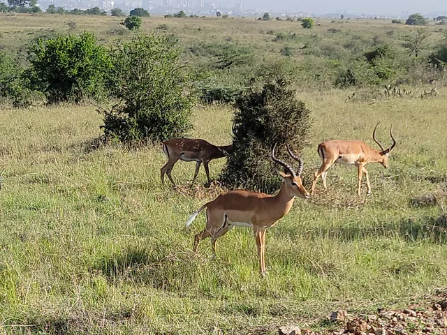 Nairobi National Park Safari Walk