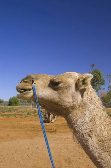 Silverton Outback Camels - The Outback Ark and Farm Stay