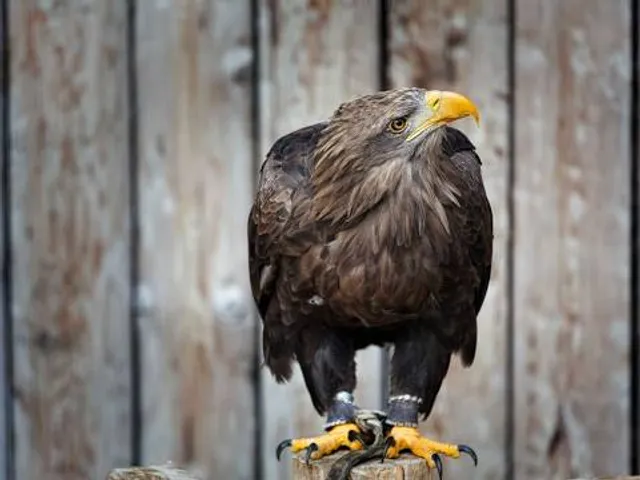 Adlerwarte Berlebeck