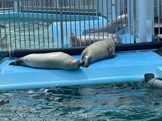 Okhotsk Tokkari Center (Seal Land)
