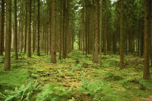 photo-3