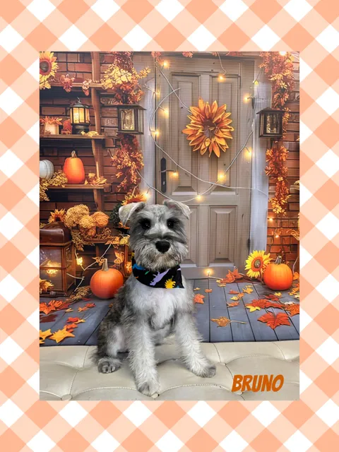 Glamour Dogs-Edinburg Grooming Salon, Daycare & Pet Hotel