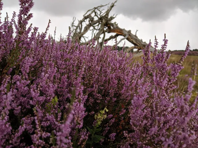 Kirkby Moor Nature Reserve