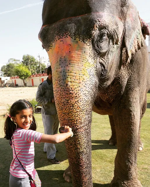 Eleday - Elephant activities park