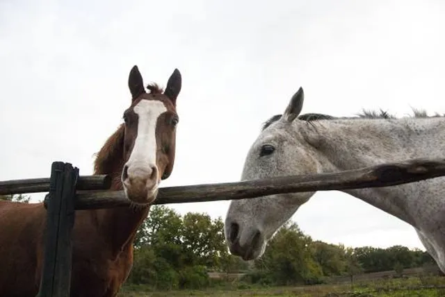Heřmanice Observation Tower