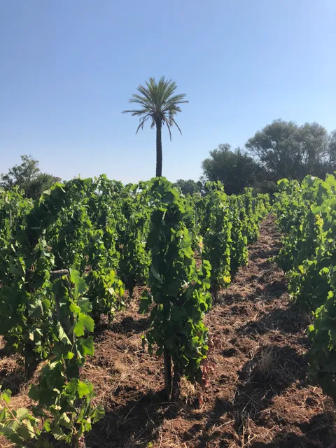 Azienda Agricola Arianna Occhipinti