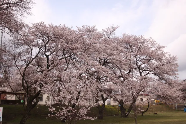 Kamitono Sakura Park
