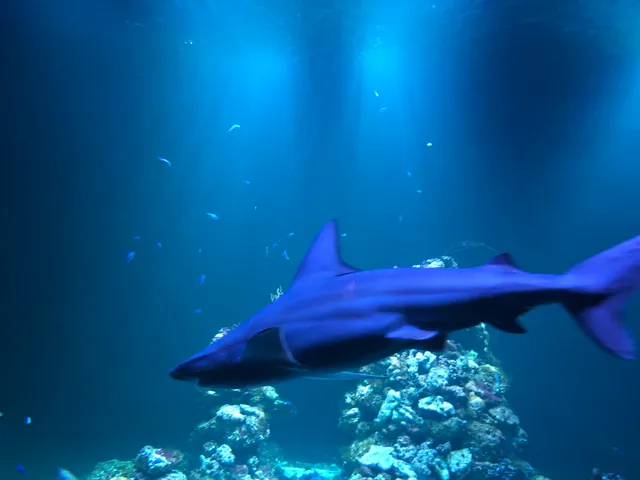 photo-3