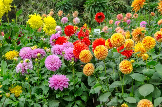 Dahlia Garden