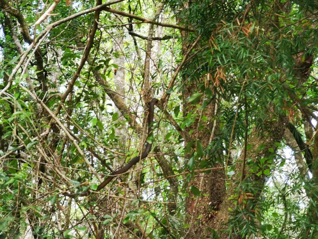 Stormsriver Adventures (Tsitsikamma Canopy Tour, Woodcutters Journey & Guided Hikes)