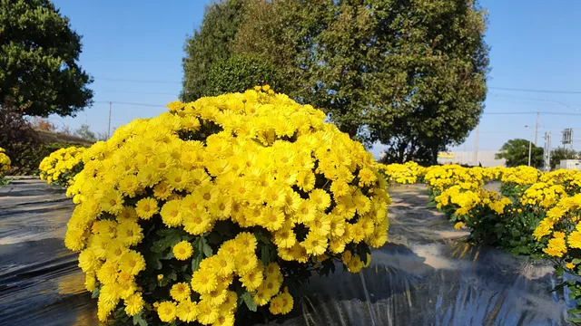 Honjofurusato Flower Park