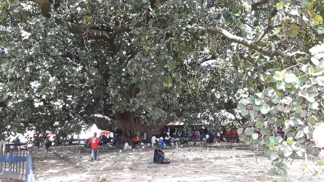 The Big Tree National Monument