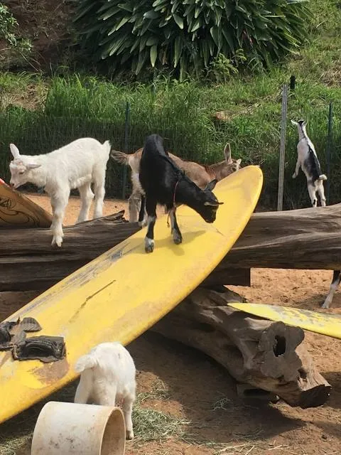 Surfing Goat Dairy