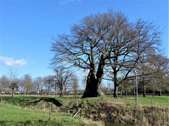 Oudste Eik van Nederland