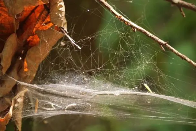 Reserva Natural del Pilar