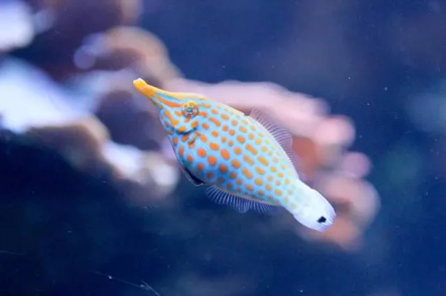 Aquarium of the Pacific