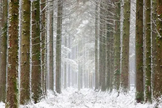 Pig Mountain Reserve