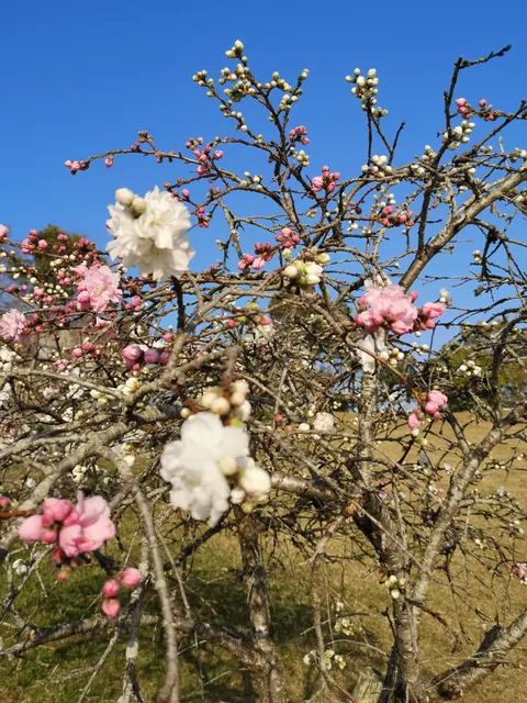 Sanyo Community Park Office