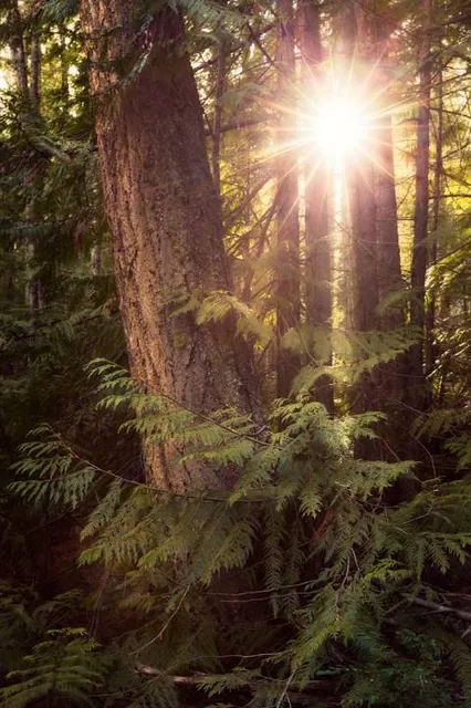 Rose Swanson Hiking Trails