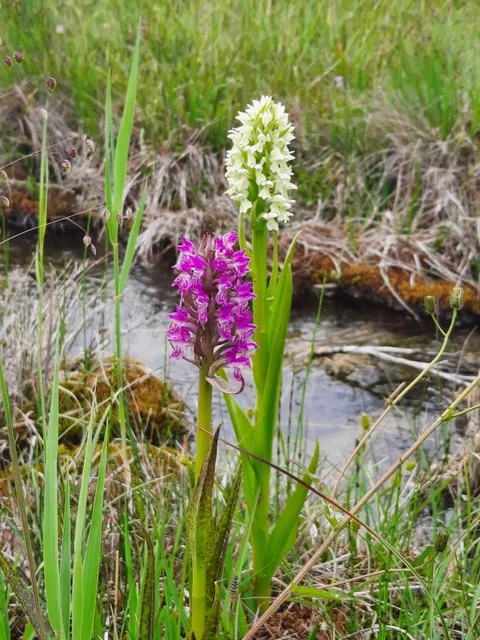Örbacken naturreservat