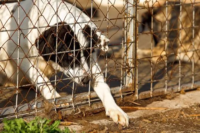 DEW Haven | Maine Zoo and Rescue
