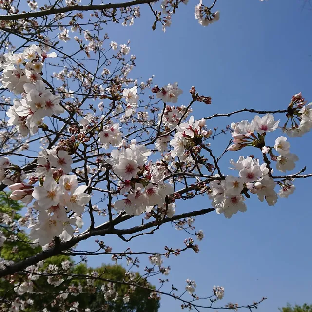 Goshishi Myosenji Park