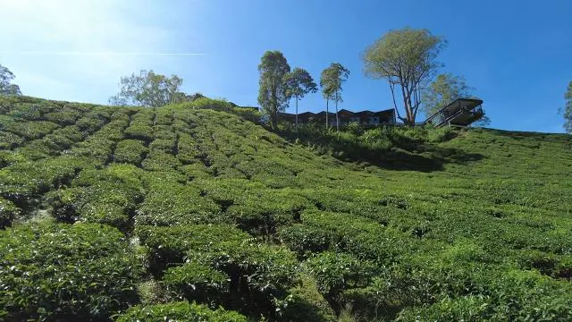 BOH Tea Centre