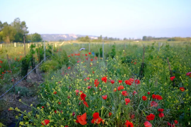 Domaine de l'anchois - vin-uniquement Sur RDV