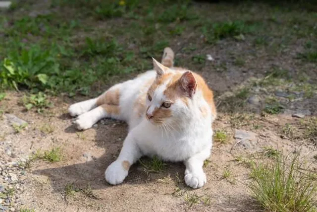 Il Mondo della Preistoria