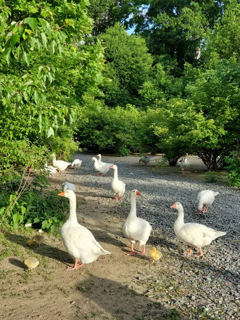 Goose Park