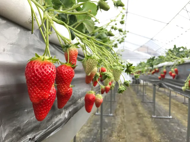 Strawberry Farm Yayosuke