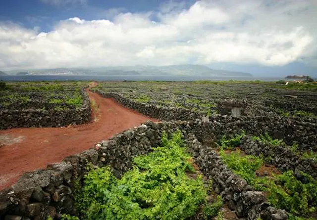 Cooperativa Vitivinícola Da Ilha Do Pico (CVIP) - Picowines, C.R.L.