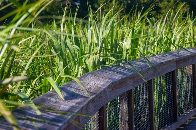 Sweetwater Wetlands Park