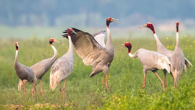 Lumbini Crane Sanctuary
