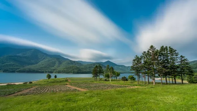 Lake Kanayama Lavender Field