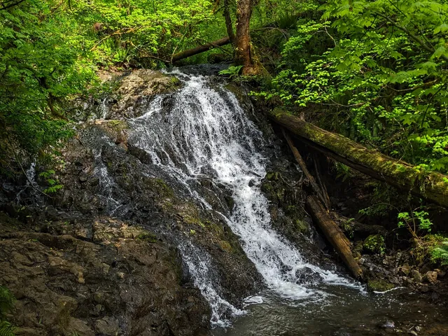 Capitol State Forest