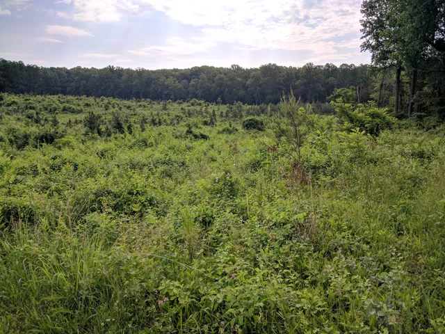 Whitney State Forest