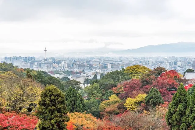 Royal Dragon Sakura [cherry forest]