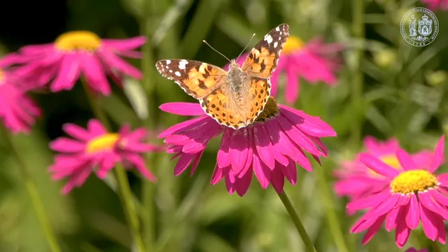 Lviv Medical University Botanical Gardens