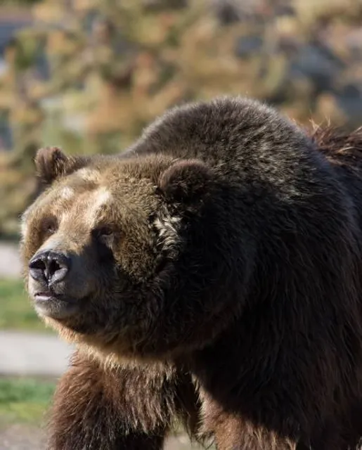 Bear's Hump Trailhead