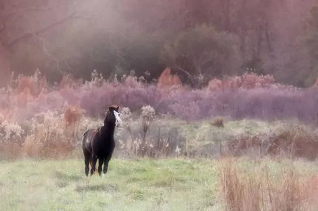 Majestic Meadows Alpacas & Boutique