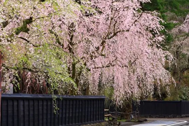 Kakunodate Weeping Cherry