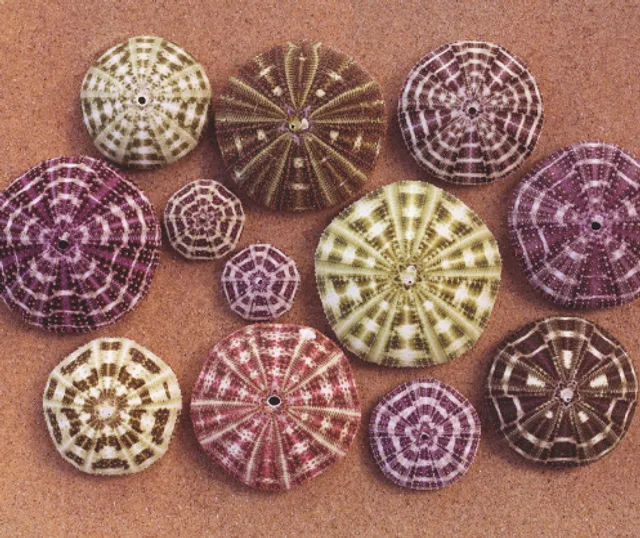 Sea Urchin Science Centre