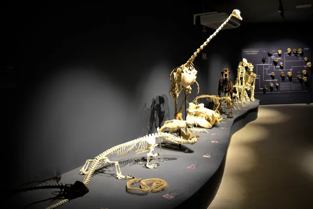 Museu de Ciências da Vida - MCV